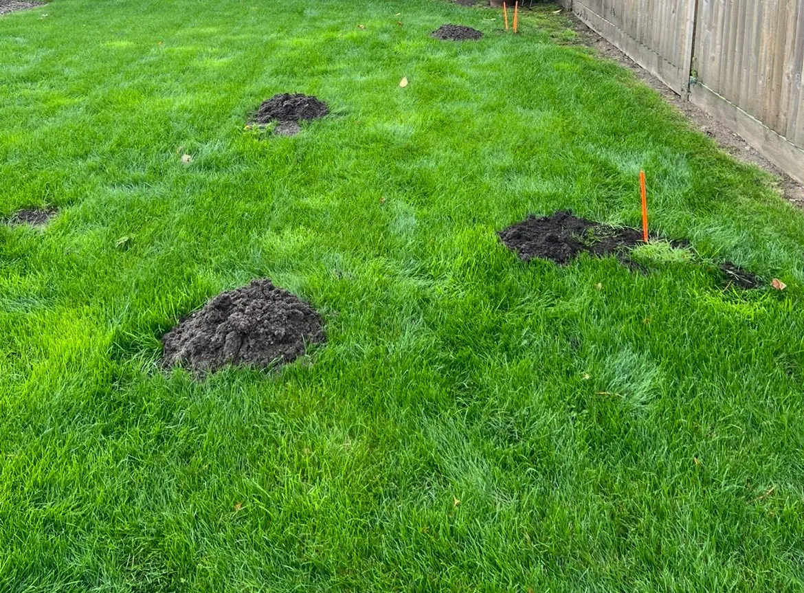 A yard with a fence and several mounds of dirt.