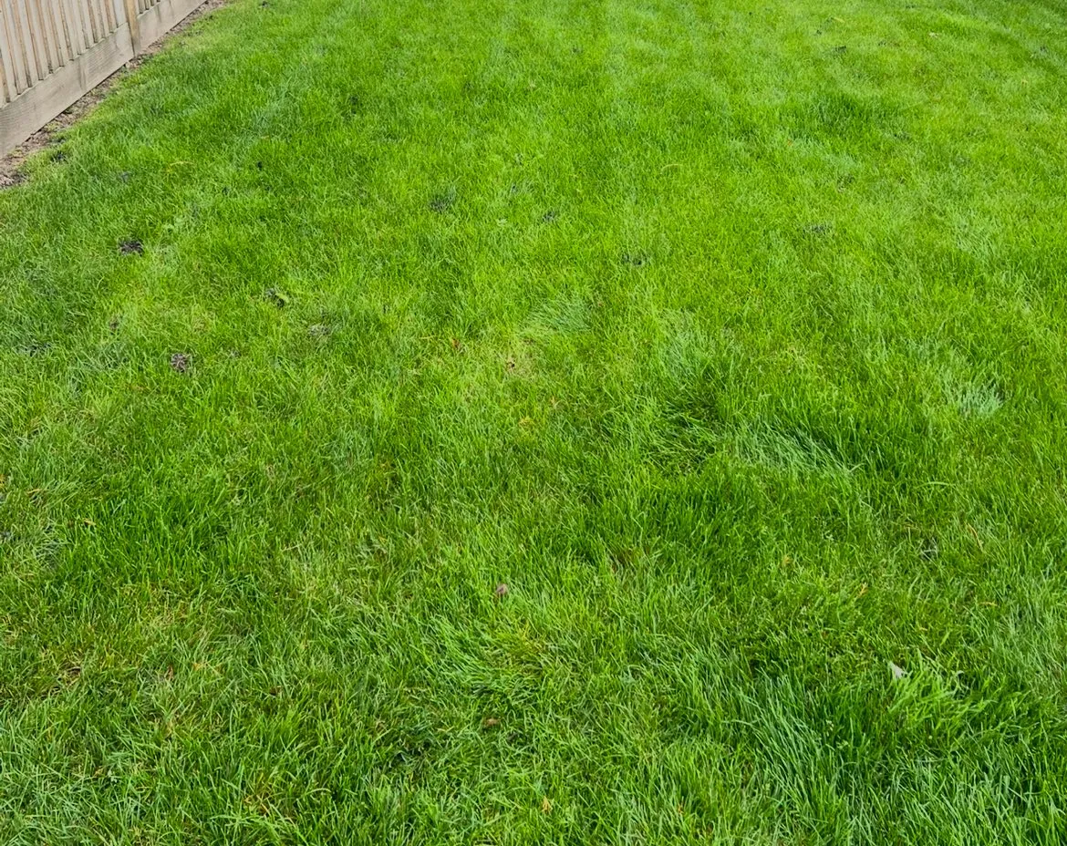 A yard with a fence and green grass.