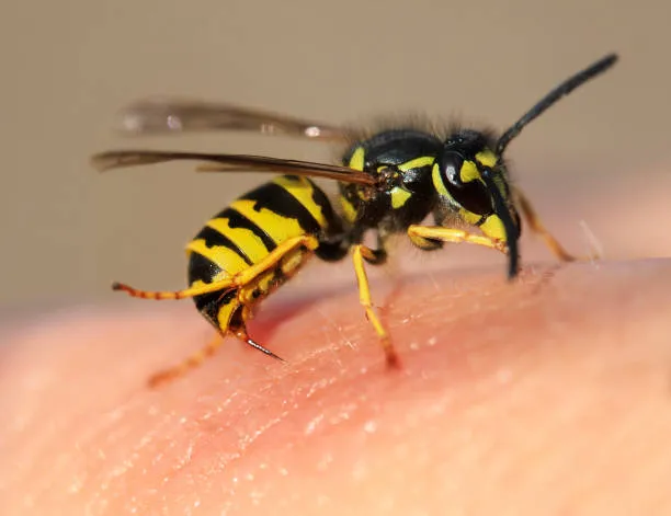 A close up of a person's finger with a bee on it.