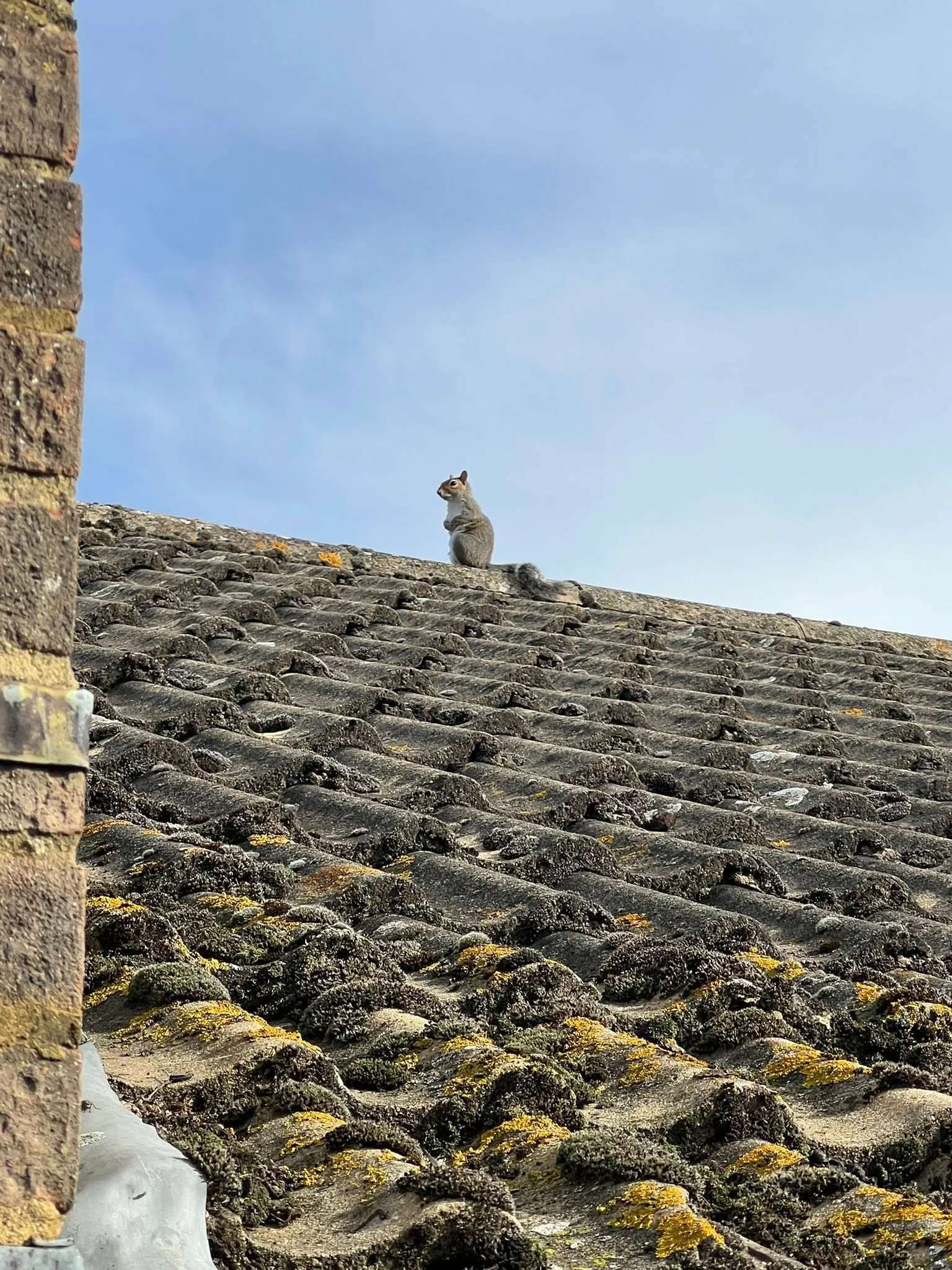 A cat sitting on top of a roof.