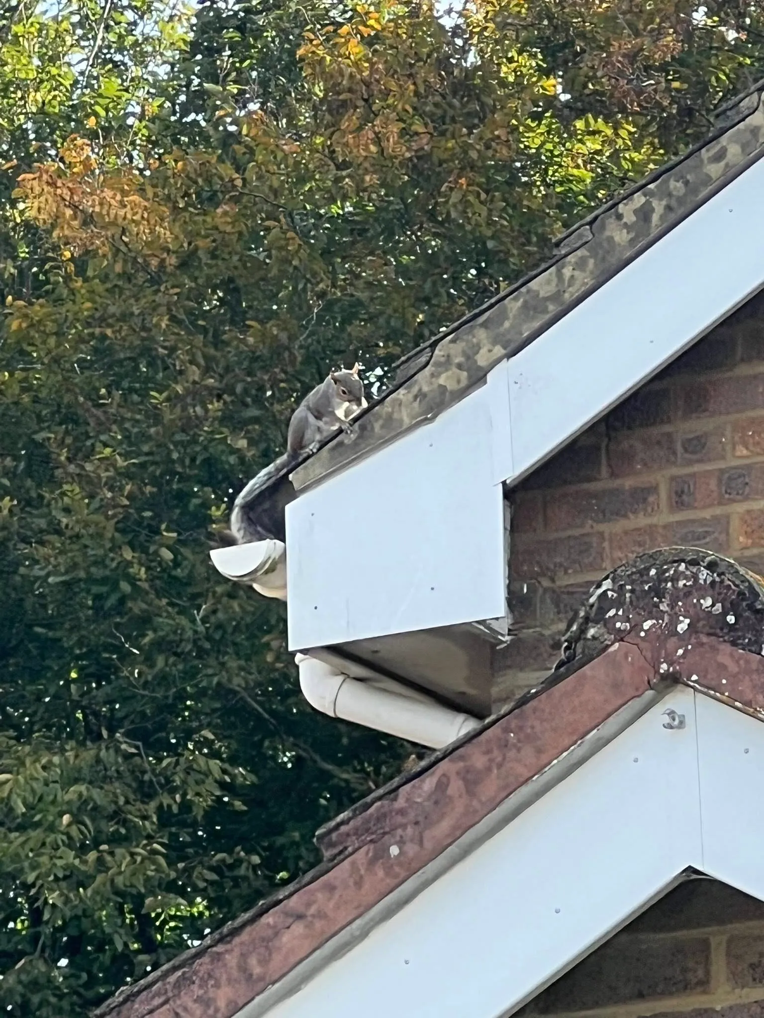 A bird sitting on top of a roof next to a window.